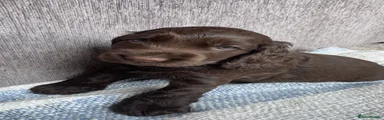 Cocker Spaniel Puppy 1