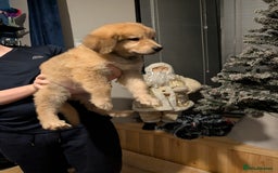 Mixed Breed dogs for sale: Bernese mountain dog X white swiss Shepard pups - Image 1