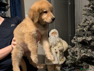 Mixed Breed dogs for sale - Advert 1