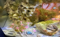 Other/Mixed Breed fish for sale: Full marine setup - Advert 6
