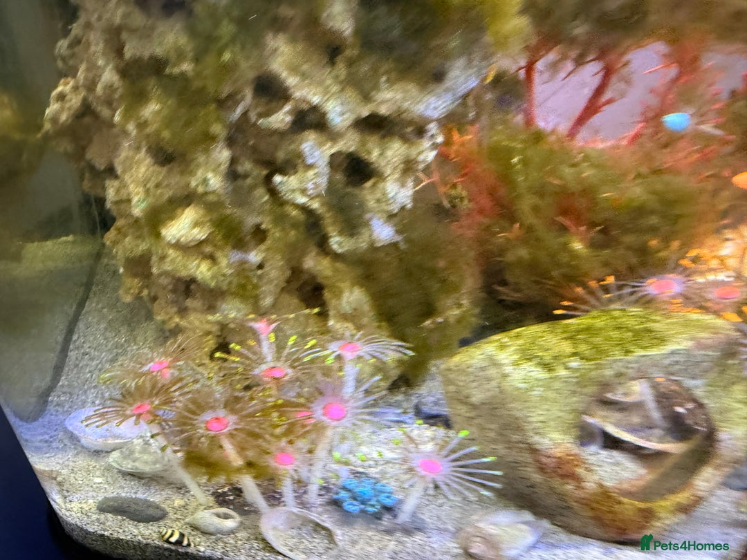 Other/Mixed Breed fish for sale: Full marine setup - Advert 6