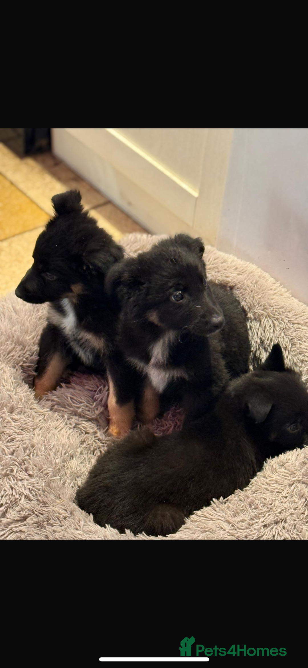 Mixed Breed dogs for sale: 🐶German Shepherd X Puppies🐶 - Image 6