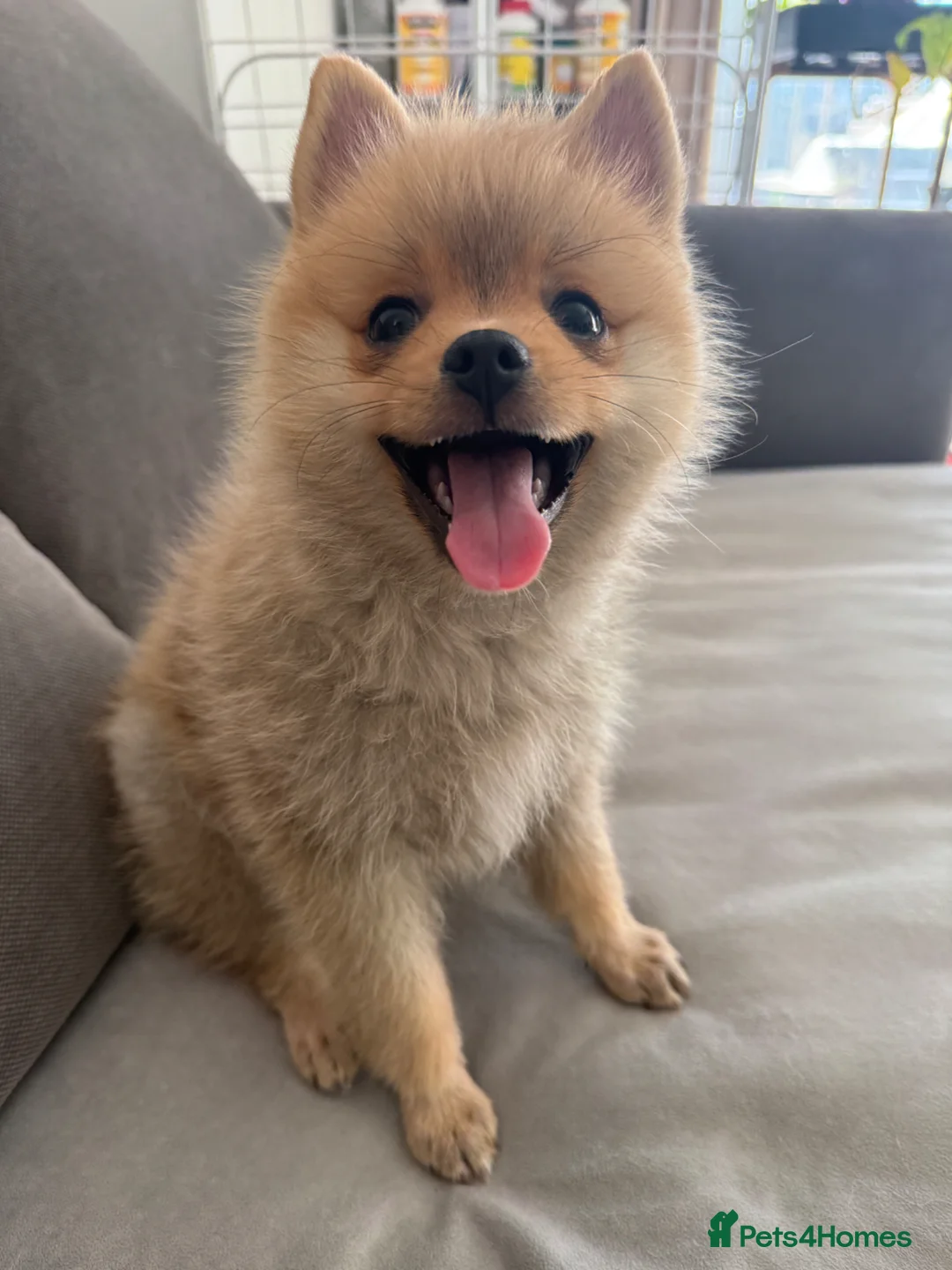 Pomsky dogs for sale: Male Pomsky × Pomeranian Puppy in London - Advert 1
