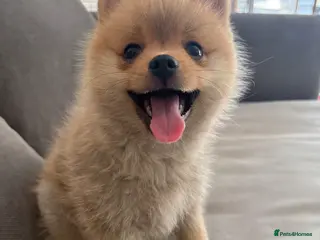 Pomsky dogs Male Pomsky × Pomeranian Puppy - Advert 9