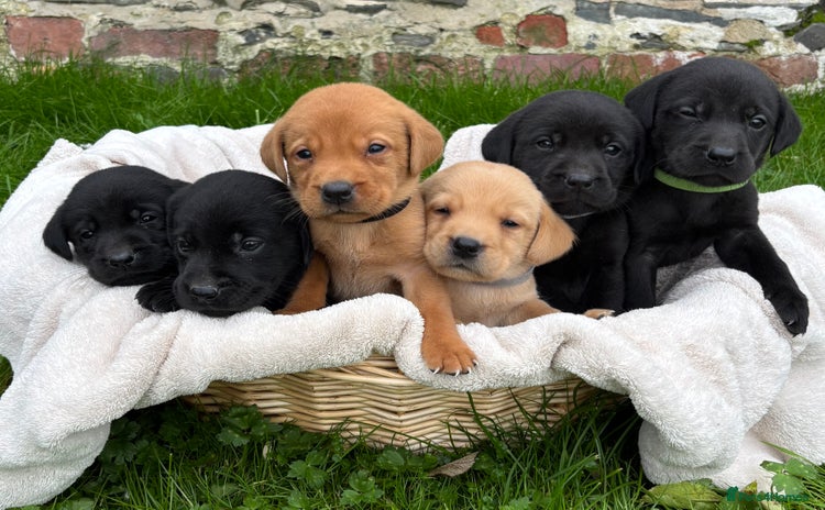 Labrador Retriever dogs - Advert 5