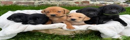 Labrador Retriever dogs for sale: ⭐️⭐️Outstanding KC Registered Labrador Puppies⭐️⭐️ - Advert 4