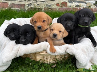 Labrador Retriever dogs - Advert 20