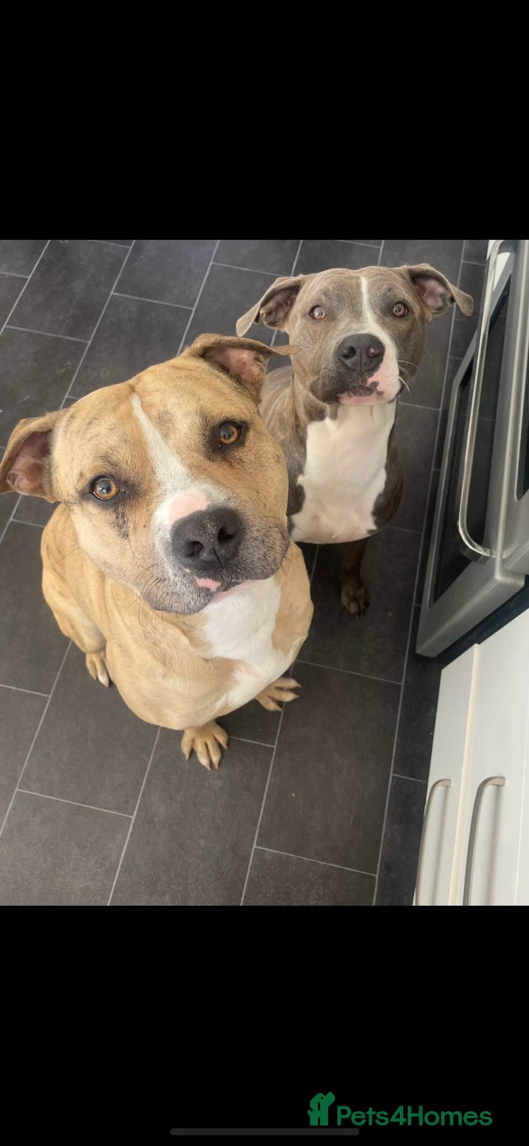 Staffordshire Bull Terrier dogs for sale: Staffy pups  - Advert 10