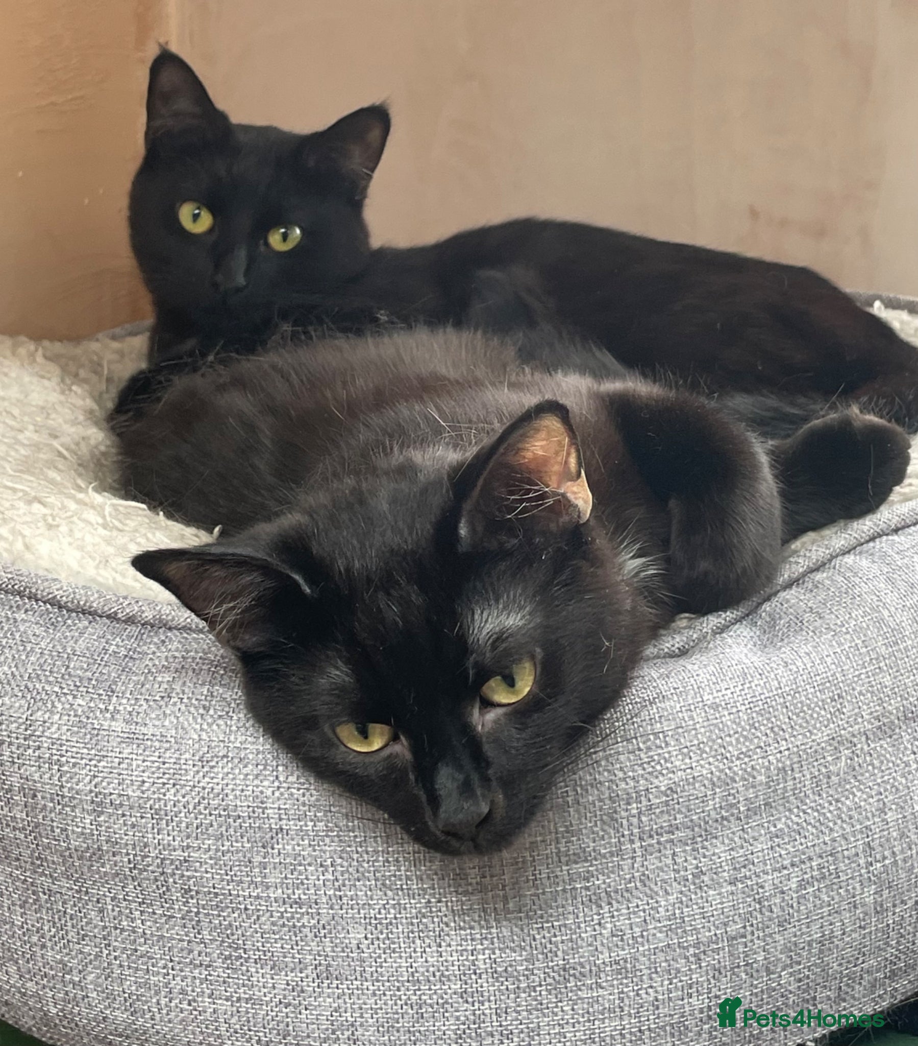 Domestic Shorthair cats Magic and Merlin, 7 month old sibling pair  - Advert 2