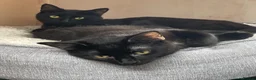 Domestic Shorthair cats for adoption: Magic and Merlin, 7 month old sibling pair  - Advert 1