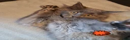 Maine Coon cats for sale: Pets or Breeding Maine Coon kittens in Manchester - Advert 18