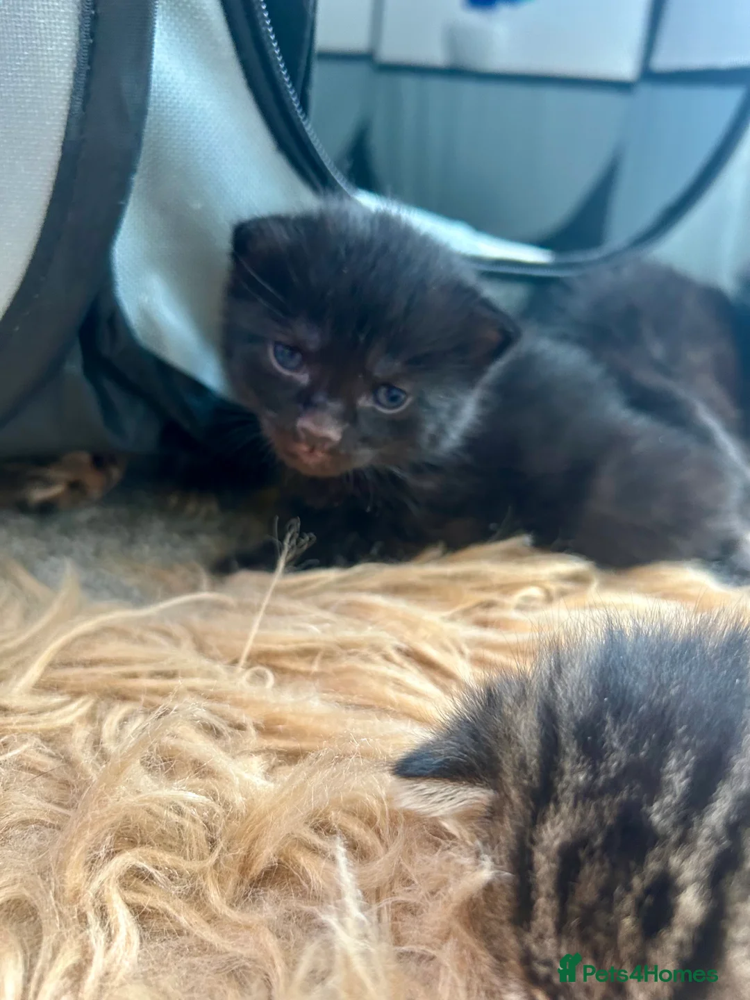 Bengal cats for sale: Beautiful Bengal crosses  - Advert 2