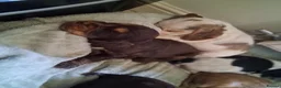 Cocker Spaniel dogs for sale: Beautiful KC Reg Show-Cocker Spaniel puppies  in Doncaster - Advert 39