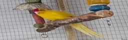 Parakeets birds for sale: Two Rosa Bourkes & two Kakarikis for new perch - Advert 6
