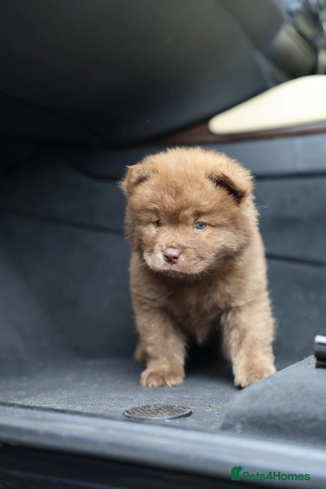 Chow Chow dogs for sale: 2 beautiful chow chow puppies - Advert 1