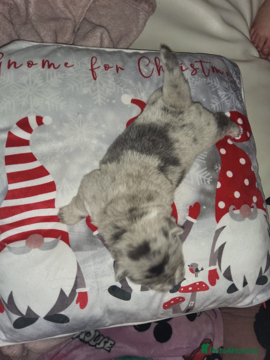 Chow Chow dogs for sale: 5 beautiful Merle rainbow chow chow puppies  - Advert 8