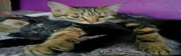 Mixed Breed cats for adoption: Nacho and Pepper - Advert 9