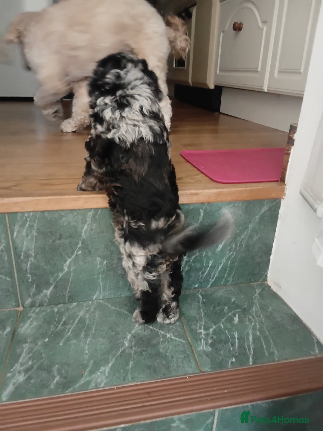 Cockapoo dogs for sale: Stunning Merle Cockapoo - Image 5