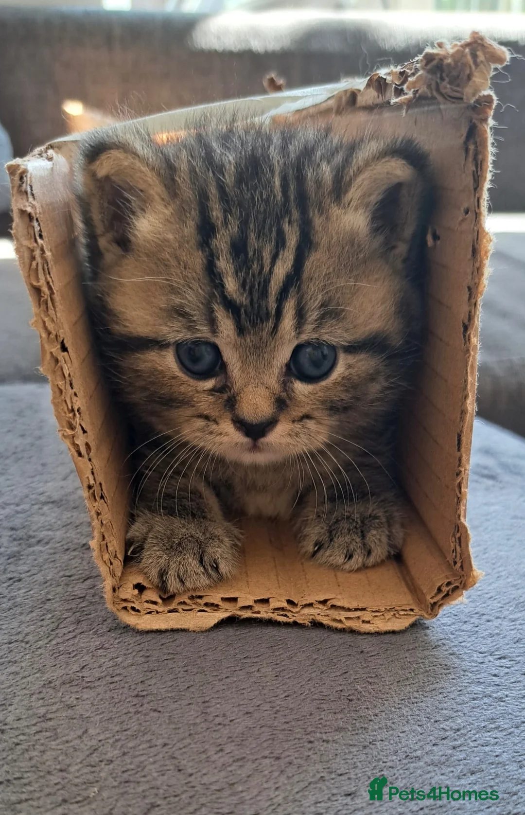 British Shorthair cats for sale: Beautiful British Shorthair Boy – Ready Now! in London - Advert 2