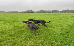 Cane Corso dogs for sale: Female cc - Image 5