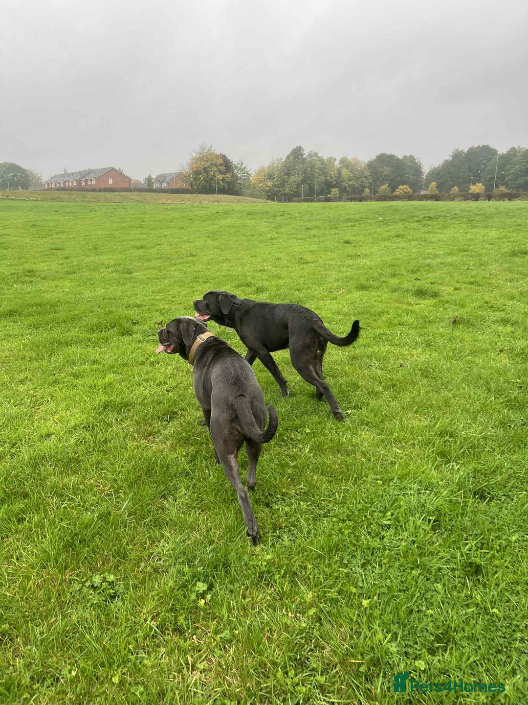 Cane Corso dogs for sale: Female cc - Image 5