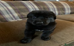 Mixed Breed dogs for sale: Labrador x German Shepard puppies - Image 19