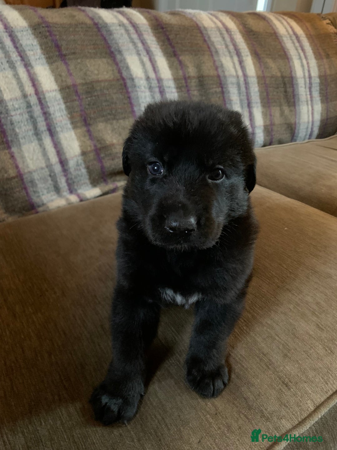 Mixed Breed dogs for sale: Labrador x German Shepard puppies - Image 19