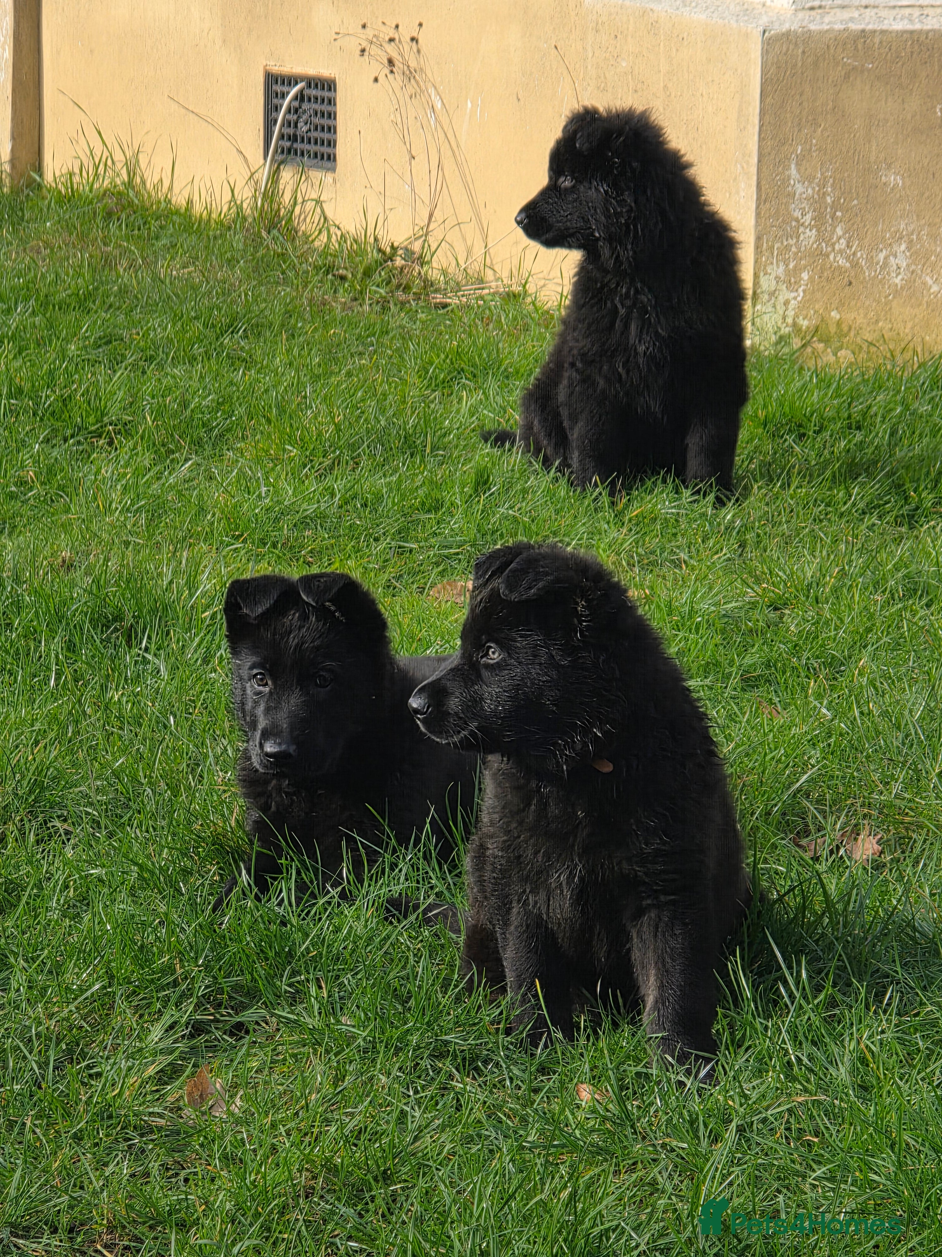 German Shepherd dogs Rare All-Black Blue-eyed GSD - Parents owned - Advert 6