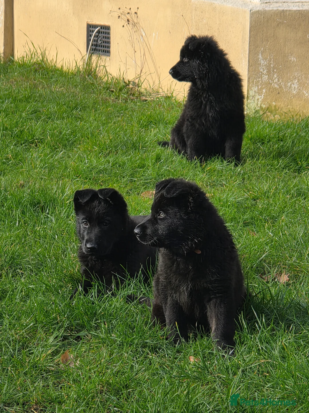 German Shepherd dogs for sale: Rare All-Black Blue-eyed GSD - Parents owned - Advert 1
