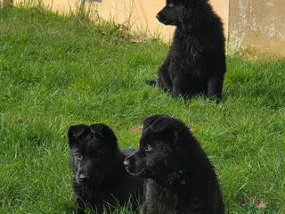 German Shepherd dogs Rare All-Black Blue-eyed GSD - Parents owned - Advert 6