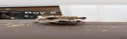 Pygmy Hedgehog rodents for sale: 4 Baby Pygmy Hedgehogs  - Advert 7