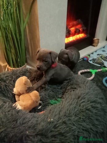 Staffordshire Bull Terrier dogs - Advert 2