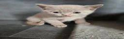 British Shorthair cats for sale: British Shorthair kittens READY NOW - Advert 5