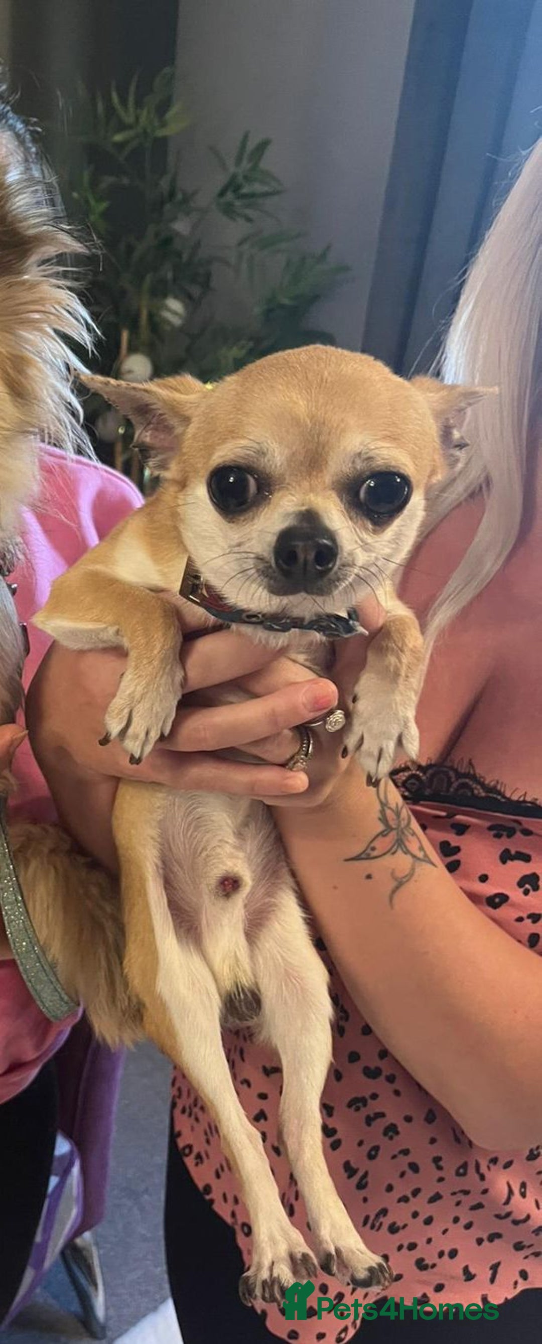Chihuahua dogs for stud: Chihuahua for Stud - Image 6