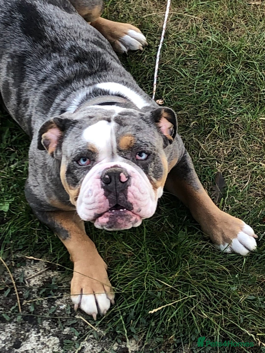Old Tyme Bulldog dogs for sale: Della - old tyme bulldog  - Image 4