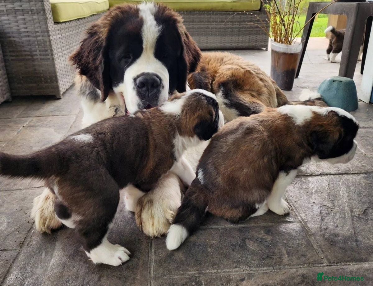 Saint Bernard dogs Beautiful Saint Bernard puppies ready for sale - Advert 1