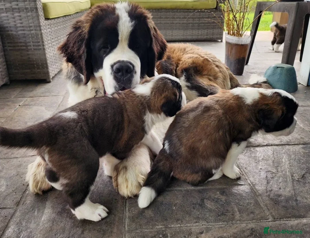 Saint Bernard dogs for sale: Beautiful Saint Bernard puppies ready for sale - Advert 1