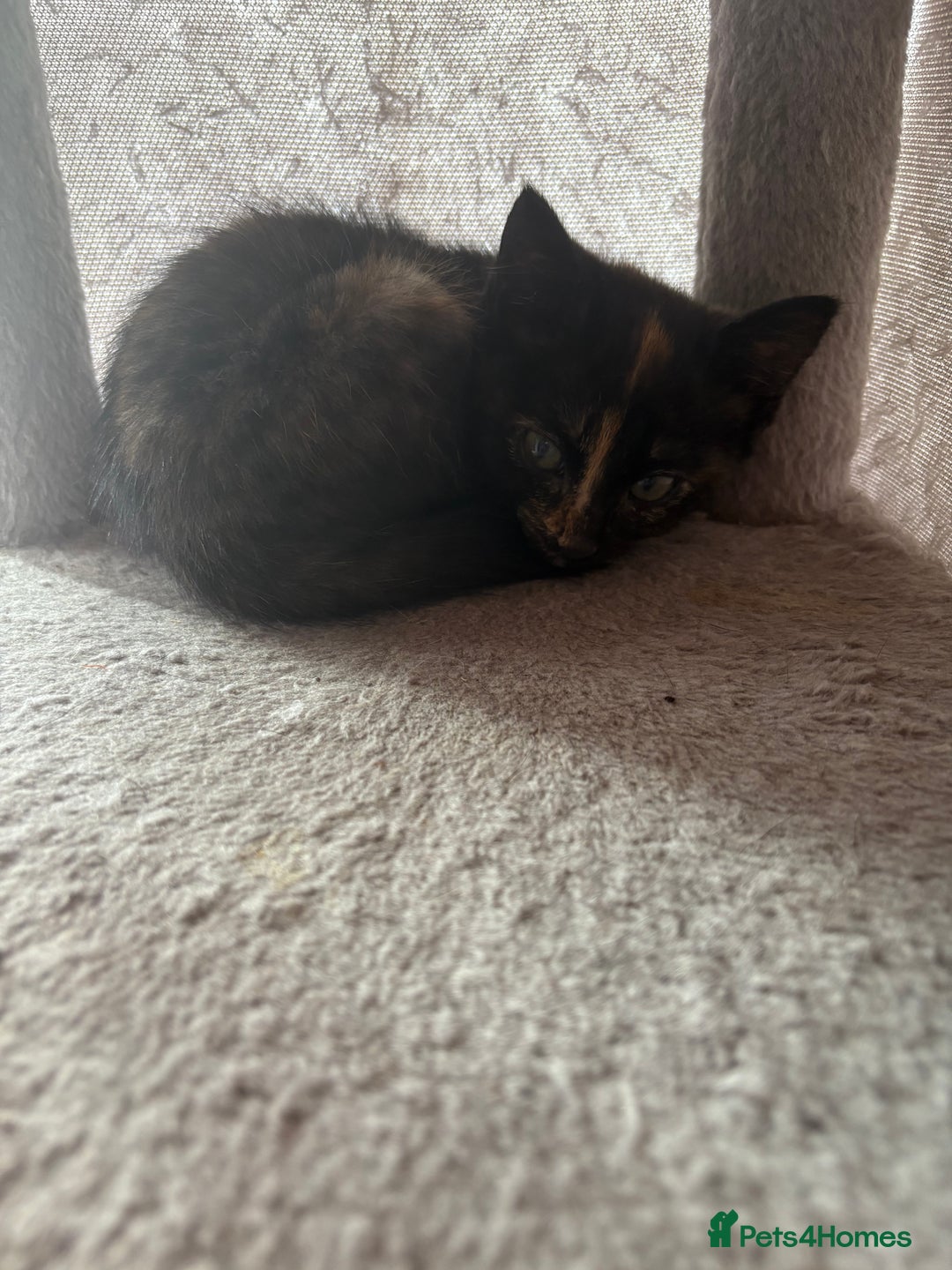 Mixed Breed cats for sale: Kittens for sale - Advert 12