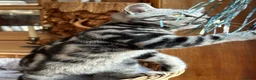 British Shorthair cats for sale: British shorthair Silver tabby  - Advert 10