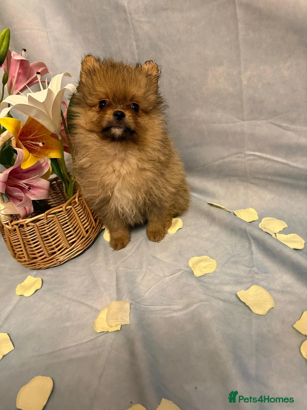 Pomeranian dogs for sale: Pomeranian puppies - Advert 15
