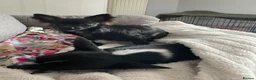 Chihuahua dogs for sale: Stan and Connie  in Birmingham - Advert 6