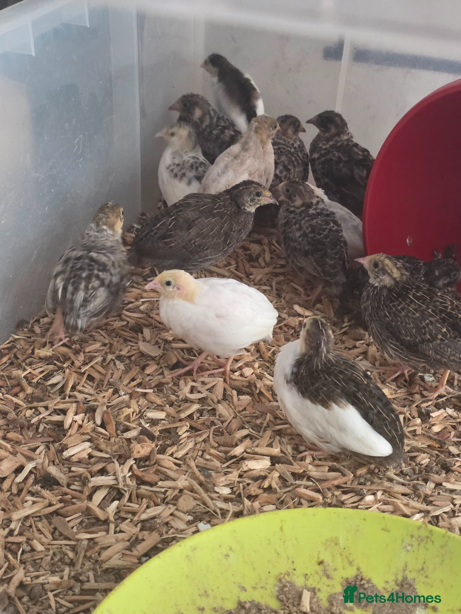 Quail poultry Mixed button quail - Advert 4