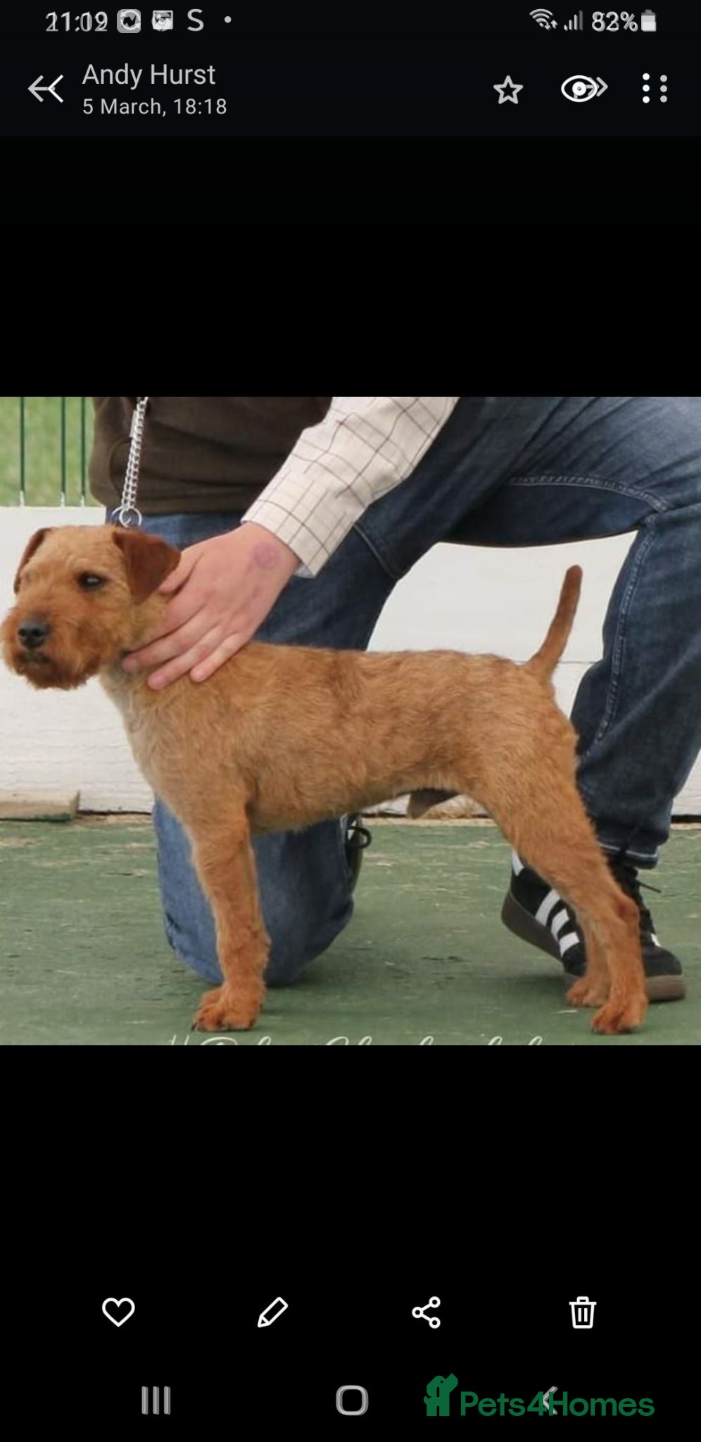 Lakeland Terrier dogs Lakeland type pups  - Advert 2