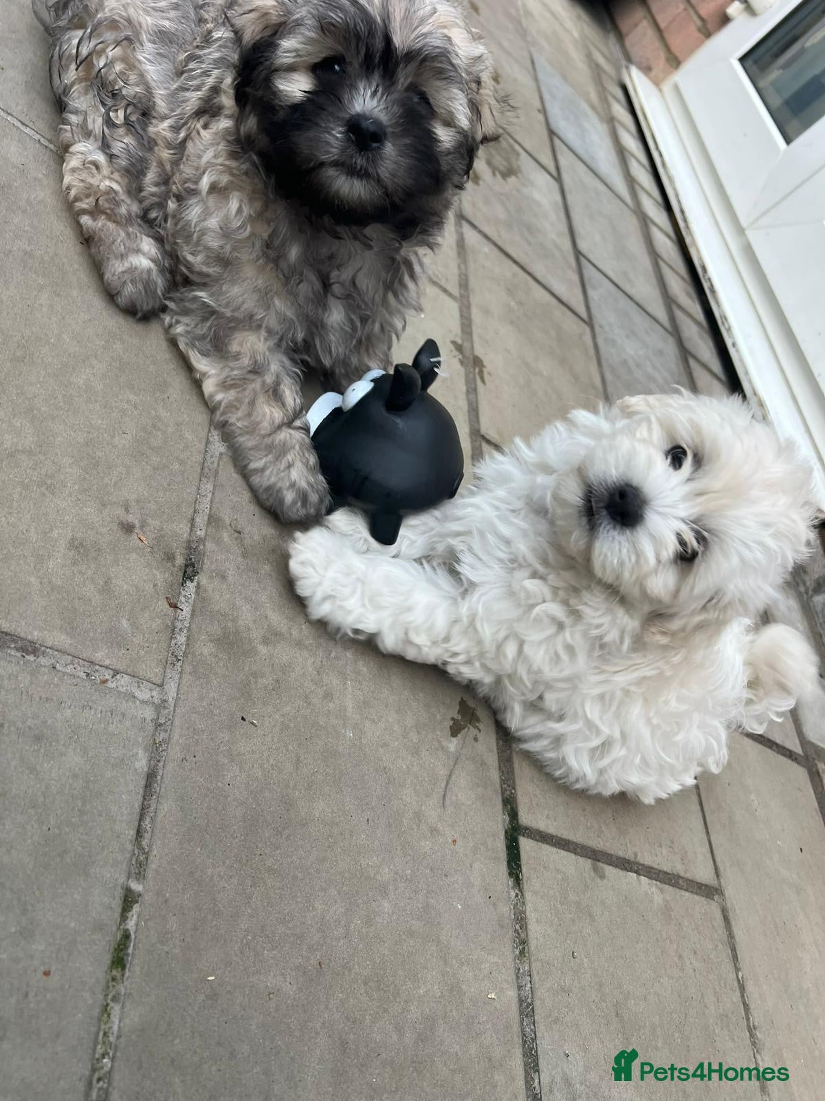 Bichon Frise dogs 3 bichone frise puppies looking for a new home  - Advert 3