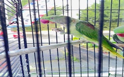 Budgerigars birds for sale: Manchester  - Image 3