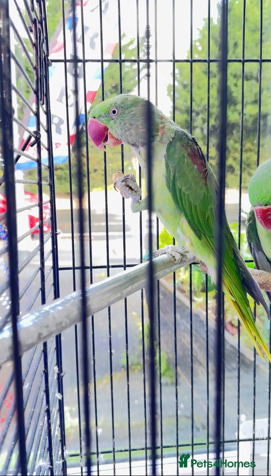 Budgerigars birds for sale: Manchester  - Image 3