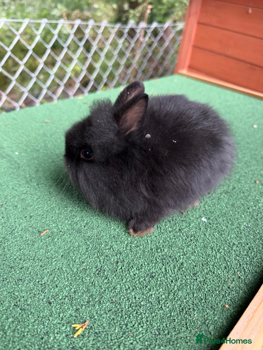 Lionhead rabbits for sale: 1 beautiful Lionhead - Advert 2