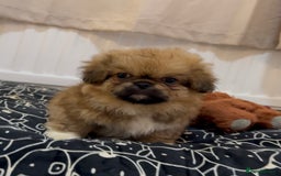 Pekingese dogs for sale: Gorgeous Pekingese puppies  - Image 8
