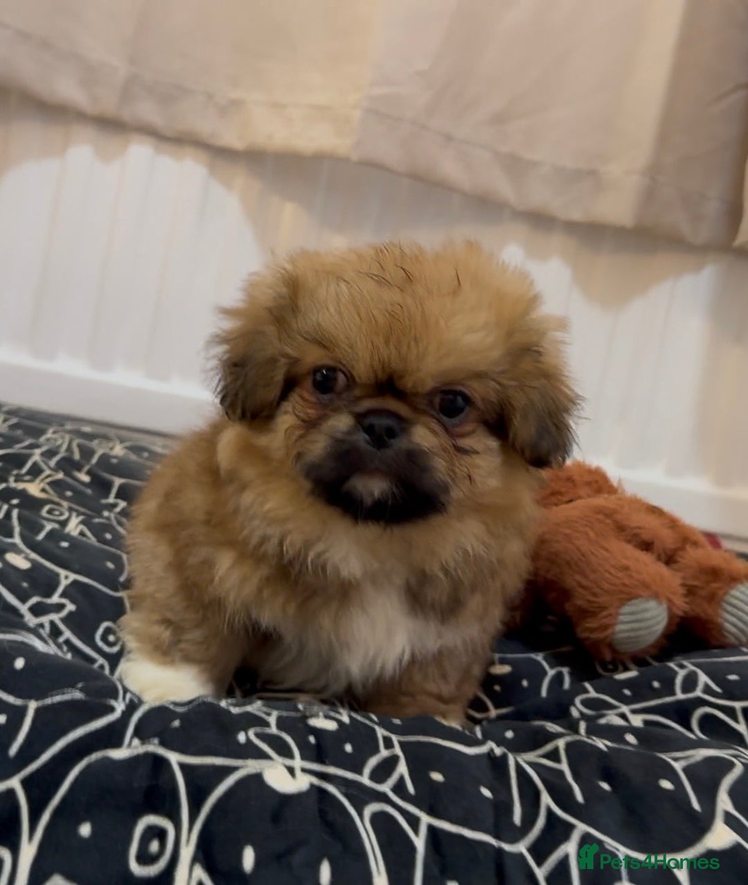 Pekingese dogs for sale: Gorgeous Pekingese puppies  - Image 8