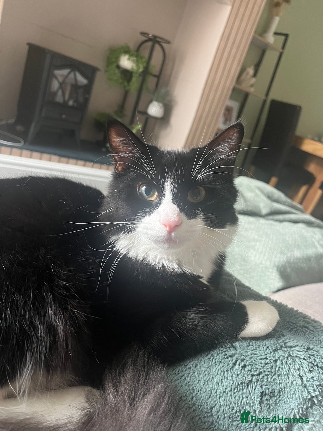 Domestic Shorthair cats for sale: Male kitten for sale - Image 1